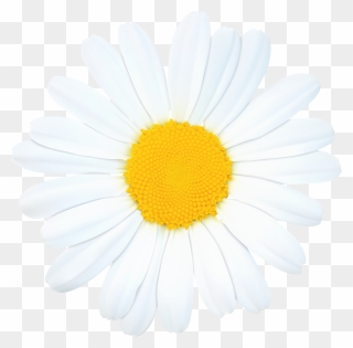 Png Flowers Daisy Clipart