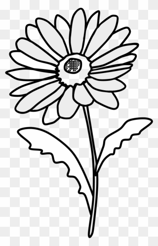 Daisy, Petals, Black And White - Clipart Daisy Black And White - Png Download