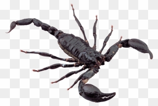 Scorpion Png Image - Scorpion Png Clipart