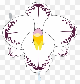 Fleur Svg Clip Arts - Orchids - Png Download