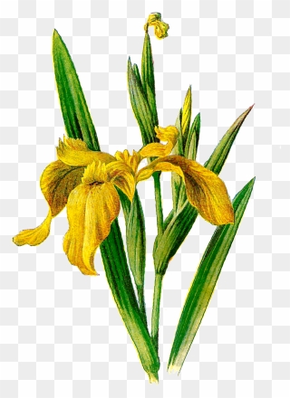 Iris Clipart - Iris Flower Yellow Png Transparent Png