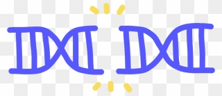Image Of A Double Stranded Break In The Center Of A - Double Strand Breaks Dsbs Clipart