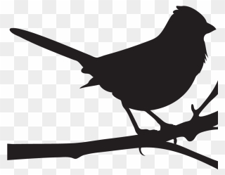 Cornell Lab Of Ornithology Spotted Towhee All About - Mockingbird Png Clipart