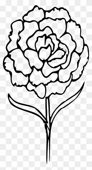 Flower Line Clipart Image Black And White Download - Carnation Flower Outline - Png Download