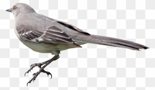Download Free Png Mockingbird Png 01 By Thy Dar - Mockingbird Png Clipart