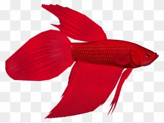 Betta Clipart Feed The Fish - Bony-fish - Png Download