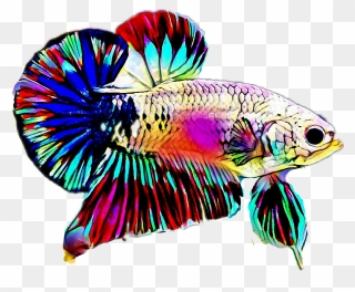 #betta - Betta Fish Logo Vector Clipart