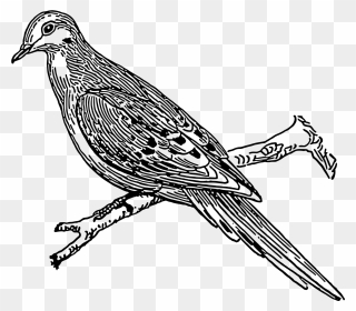 Cuckoo Bird Drawing Clipart