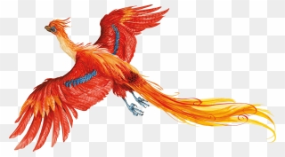 Harry Potter Png Images Transparent Free Download - Harry Potter Phoenix Illustration Clipart