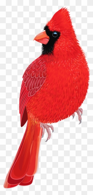 Transparent Red Cardinal Png Clipart