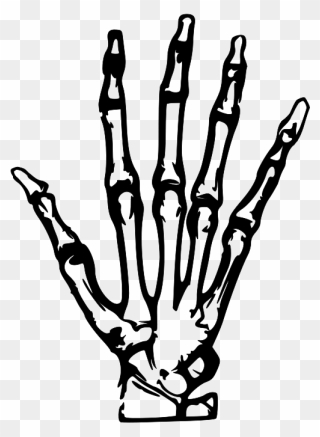 Human Skeleton Hand Bone Clip Art - Skeleton Hand Clipart - Png Download