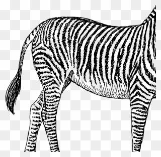 Zebra Clipart Black And White Png Transparent Png