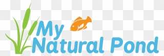 My Natural Pond - Goldfish Clipart