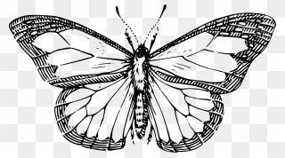 Butterfly Drawing Black And White Clipart