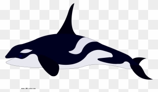 Pygmy Killer Whale Dolphin - Whale Para Colorear Clipart
