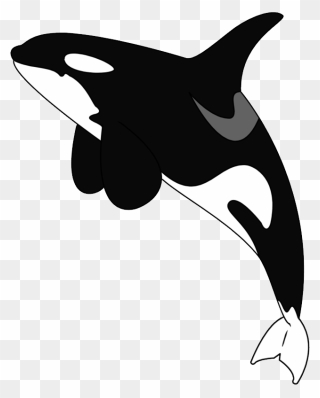 Killer Whale Png - Killer Whale Clipart Png Transparent Png