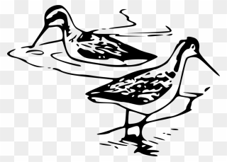 Wader Shorebirds Line Art Black And White - Libro Almanaque Escuela Para Todos 1981 Clipart