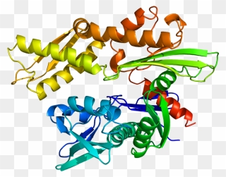 Hspa L Wikipedia - Heat Shock Protein Model Clipart