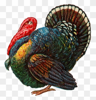 Turkey Bird - Thanksgiving Clip Art - Png Download