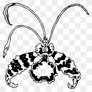Drawing, Flower, Butterfly, Free, Plant, Nature, Orchid - Orchid Clip Art - Png Download