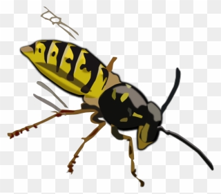 Wasp Png Icons - Wasp Clipart Transparent Png