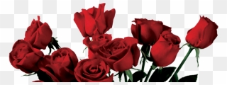 Rose Portable Network Graphics Clip Art Flower Image - Aesthetic Png Transparent