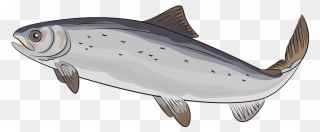 Atlantic Salmon Clipart - Salmo Salar Png Transparent Png
