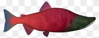 Sockeye Salmon Png - Sockeye Salmon Clipart