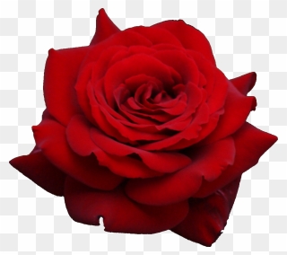 Free Rose Image, Download Free Clip Art, Free Clip - Red Rose Transparent Background - Png Download