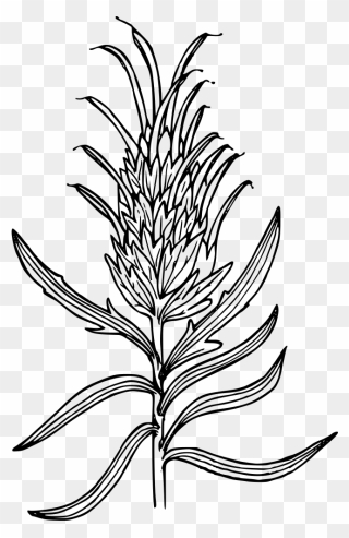 Indian Paintbrush Flower Drawing Clipart