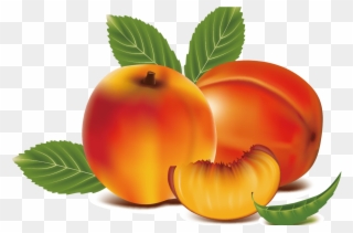 Peach Clipart Apricot Free Clipart On Dumielauxepicesnet - Ảnh Hoa Quả - Png Download