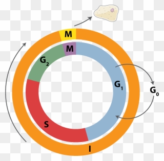 Cell Cycle Division Mitosis - Cell Cycle Png Clipart