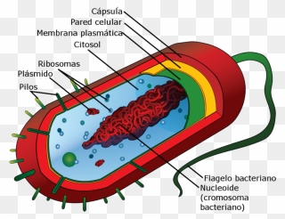 Bacteria Clipart Monera - Cell Organism - Png Download
