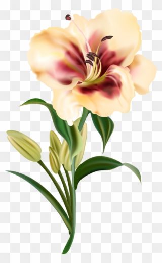 Clipart Download Amaryllis Drawing Realistic - Flower Drawing Realistic - Png Download
