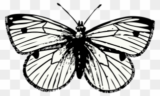 Free Clipart Cabbage Moth Johnny Automatic Rh 1001freedownloads - Cabbage White Butterfly Drawing - Png Download