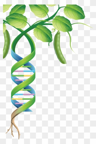 Mapping Genomes Pulses - Pea Plant Transparent Background Clipart