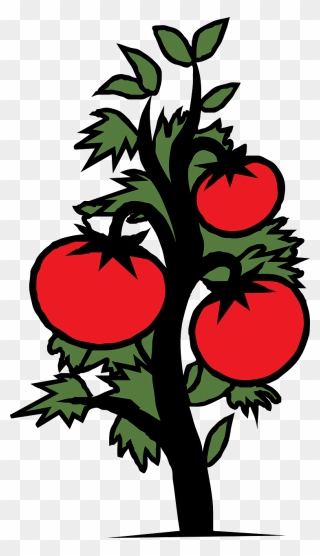 Tomato Plant Vegetable Free Photo - Drawing Of Tomato Plant Clipart