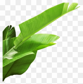 Banana Leaf - Banana Leaves Clipart Png Transparent Png (#5600364 ...
