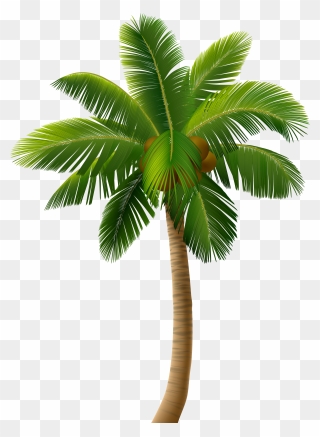 Transparent Palm Tree Illustration Clipart