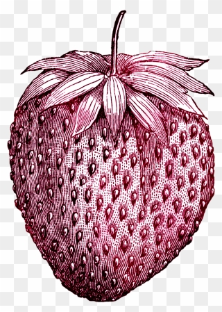 Tattoo Vintage Ice Strawberry Fruit Drawing Cream Clipart - Strawberry Skin Drawing - Png Download