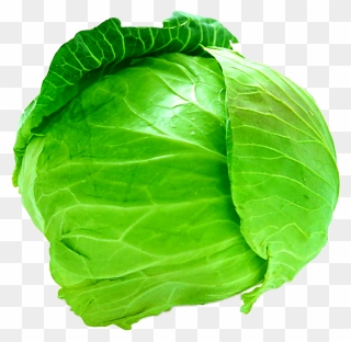 Savoy Cabbage Cauliflower Leaf Vegetable - Cabbage Png Clipart
