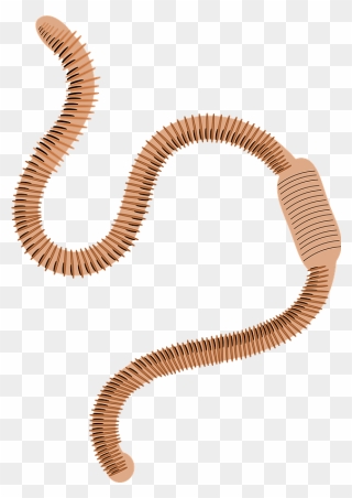 Worm Clipart - Earth Worm Free Clipart - Png Download