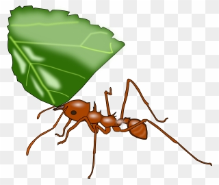 Atta Ant Svg Vector File, Vector Clip Art Svg File - Leaf Cutter Ant Clipart - Png Download
