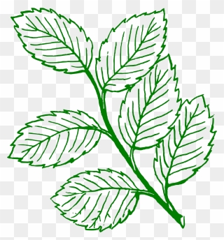 Leaves Clipart Black And White - Png Download