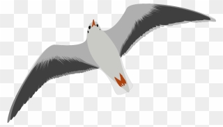Transparent Background Seagull Clipart - Png Download