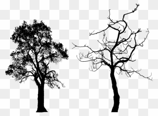 Bare Tree Silhouette Png Download - Tree Silhouette Free Clipart