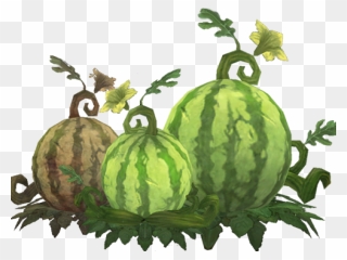 Cantaloupe Clipart Cucumber Melon - Watermelon Plant Clipart - Png Download