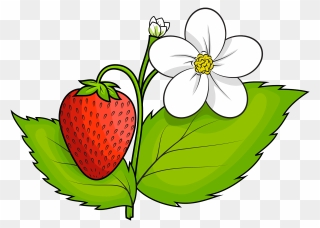 Plant Clipart Free Download - Strawberry Plant Clipart - Png Download