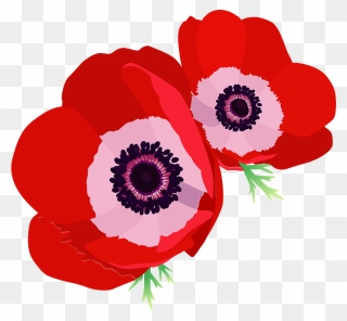 Poppy Anemone Flower Clipart - Poppy - Png Download