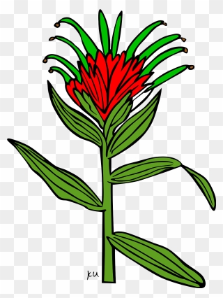 Wyoming Indian Paintbrush Drawing Easy Clipart